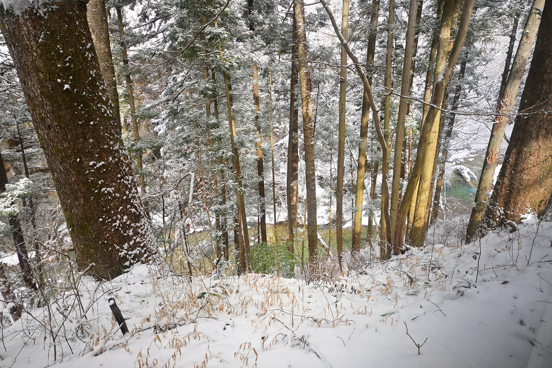 窓から雪の森